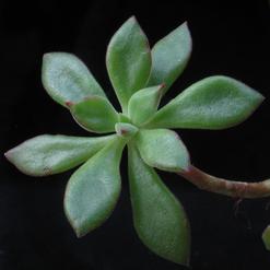 Aeonium viscatum