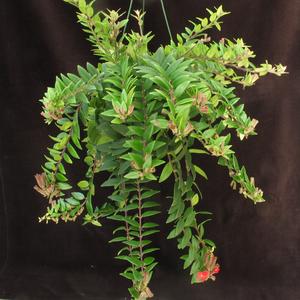 Aeschynanthus lobbianus