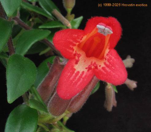 Aeschynanthus lobbianus SIf