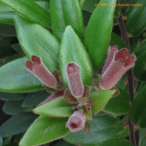 Aeschynanthus lobbianus SIf2