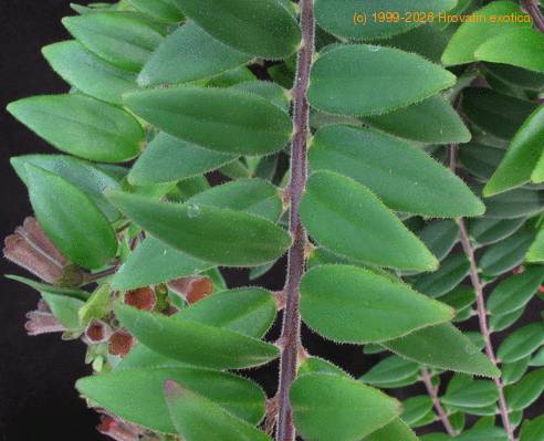 Aeschynanthus lobbianus SIl