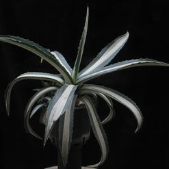 Agave americana medio-picta alba