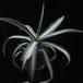 Agave americana medio-picta v. alba 1