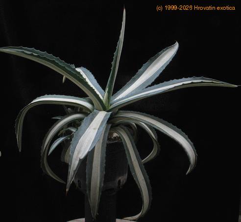 Agave americana medio-picta v. alba 1