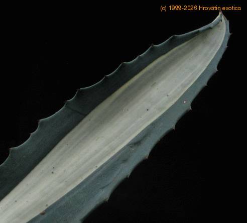 Agave americana medio-picta v. alba 2