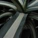 Agave americana medio-picta v. alba 3