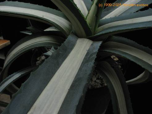Agave americana medio-picta v. alba 3