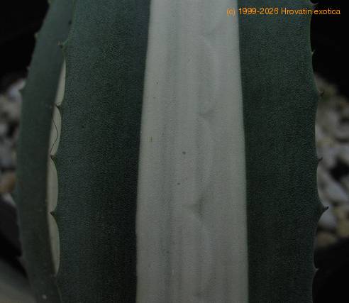 Agave americana v. mediiopicta alba 3