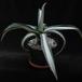 Agave americana v. mediopicta alba 1