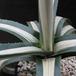 Agave americana v. mediopicta alba 2