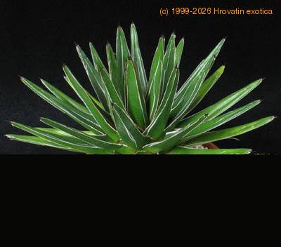 Agave ferdinandi-regis