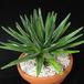 Agave ferdinandi-regis