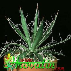 Agave filifera