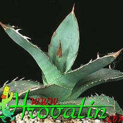 Agave parryi
