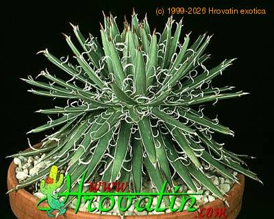 Agave parviflora 1173