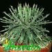 Agave parviflora 1173