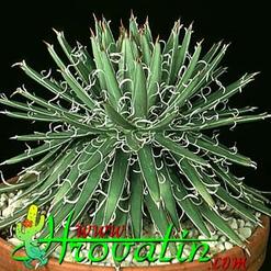 Agave parviflora