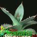 Agave paryii 1202