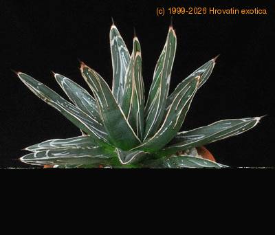 Agave victoriae-reginae