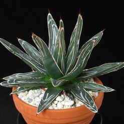 Agave victoriae reginae