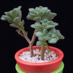 Aichryson bethencourtianum