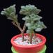 Aichryson lindleyi MOP