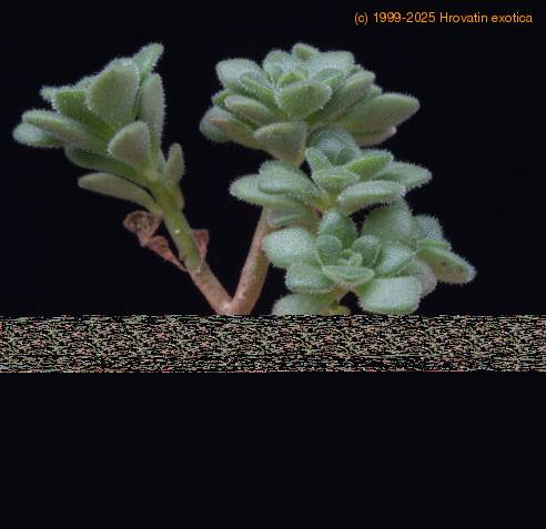 Aichryson lindleyi MOP