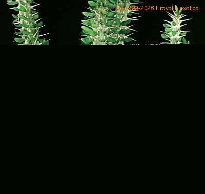 Alluaudia procera 1127