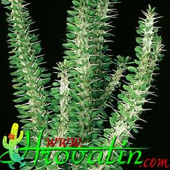 Alluaudia procera
