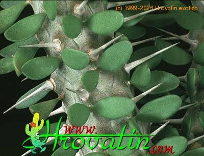 Alluaudia procera thorn 1128