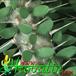 Alluaudia procera thorn 1128