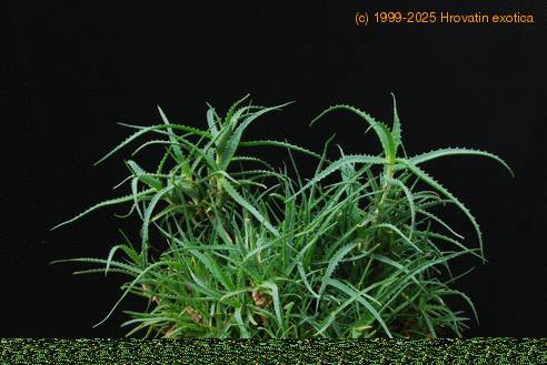 Aloe arborescens 1
