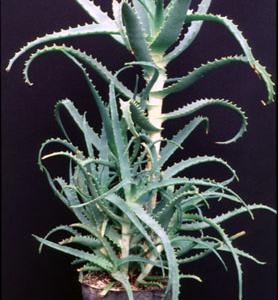Aloe arborescens