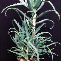 Aloe arborescens