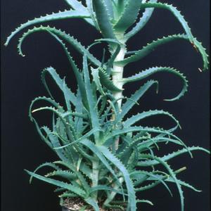 Aloe arborescens