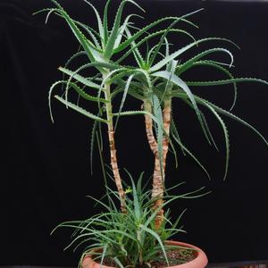Aloe arborescens