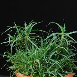 Aloe arborescens