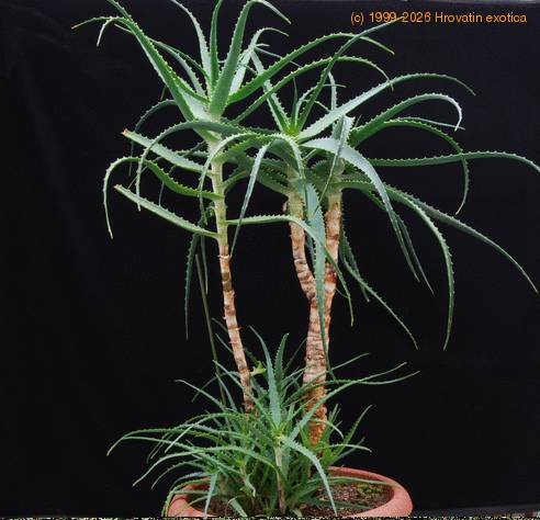 Aloe arborescens9 SIb