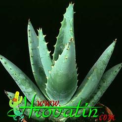 Aloe claviflora