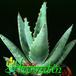 Aloe clavifolia 1179