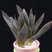 Aloe cv MOP