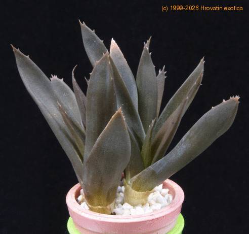 Aloe cv MOP