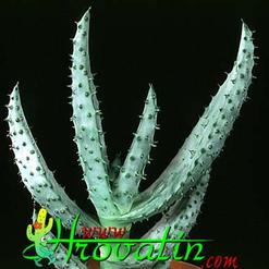 Aloe ferox