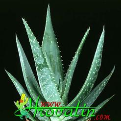 Aloe gariepensis
