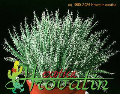 Aloe haworthioides 1262