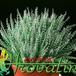Aloe haworthioides 1262