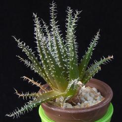 Aloe haworthioides