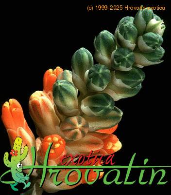 Aloe haworthioides flower 1263
