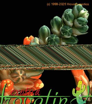 Aloe haworthioides flower 1263