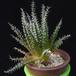 Aloe haworthioides MOP